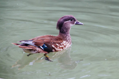 Duck, Englischer Garten, Munich, Bavaria, Germany