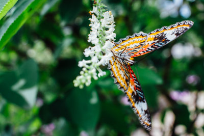 Butterflies and Blooms, Chicago Botanic Garden, Chicago, Il