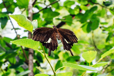 Butterflies and Blooms, Chicago Botanic Garden, Chicago, Il