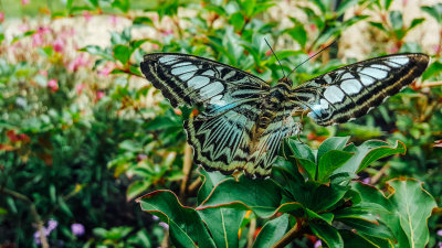 Butterflies and Blooms, Chicago Botanic Garden, Chicago, Il