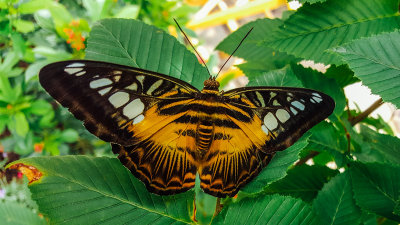 Butterflies and Blooms, Chicago Botanic Garden, Chicago, Il