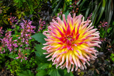 Dahlia, Chicago Botanic Garden, Chicago, Il