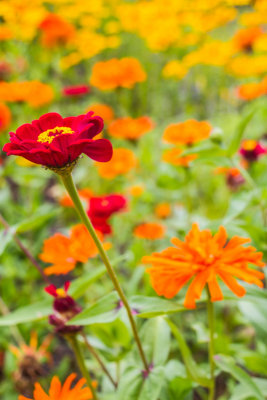 English Walled Garden, Chicago Botanic Garden, Glencoe, IL