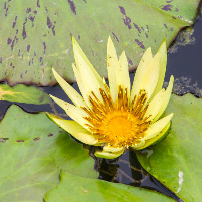 Water Lily, Chicago Botanic Garden, Glencoe, IL