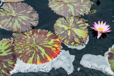 Water Lily, Chicago Botanic Garden, Glencoe, IL