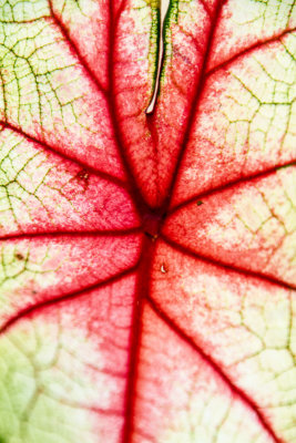 Leaf veins, Chicago Botanic Garden, Glencoe, IL