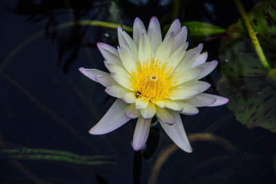 Chicago Botanic Water Lily, Garden, Glencoe, IL