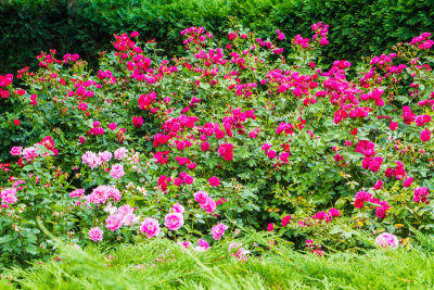 Rose, Chicago Botanic Garden, Glencoe, IL