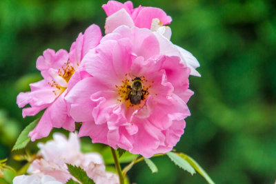 Rose, Bee, Chicago Botanic Garden, Glencoe, IL