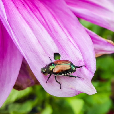 Insect, Chicago Botanic Garden, Glencoe, IL