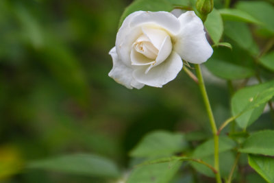 Rose, Chicago Botanic Garden, Glencoe, IL