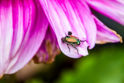 Insect, Chicago Botanic Garden, Glencoe, IL