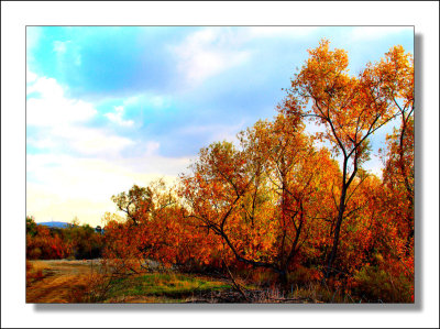 Irvine Park Tree