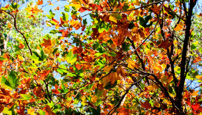 Fall colors in July