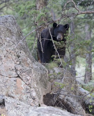 Dinner Guest Bear.JPG