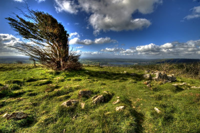 HDR Tree Cheddar copy.jpg