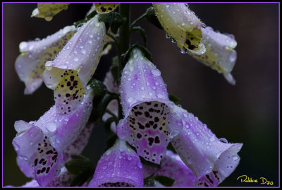 foxgloves in rain02 copy.jpg