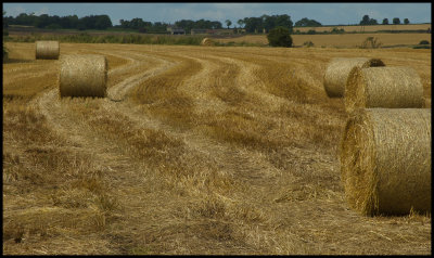 Dunkirk Fields  crop copy.jpg