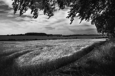 Sunny fields Near Bibury copy.jpg