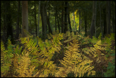 Shallow DOF study01.jpg