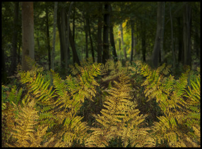 bracken04 copy.jpg