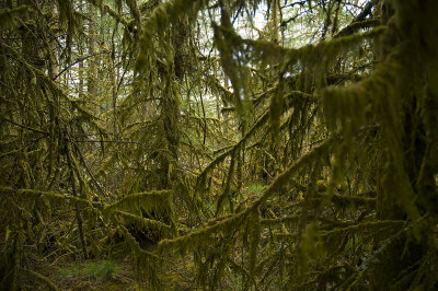 Mossy forest01 copy.jpg