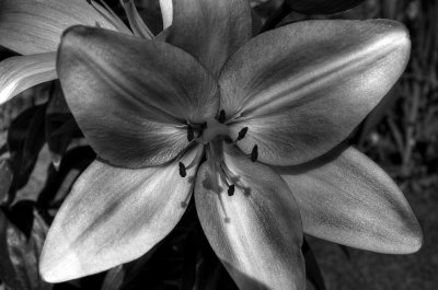 Black and white lilly copy.jpg