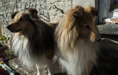 Dogs 01 copy.jpg