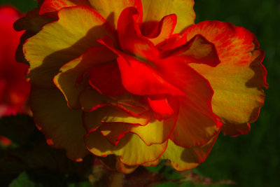 Begonia 2 tone beauty01 copy.jpg