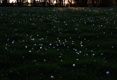 Backlit Dandelions Dorset01.jpg