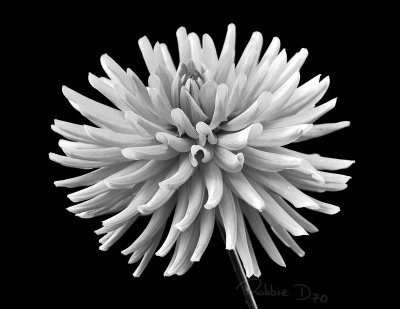 white Dahlia edit02.jpg