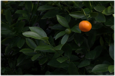 First mandarin