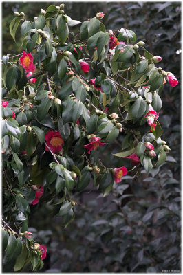 Blood-red camelias