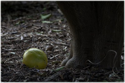 First grapefruit