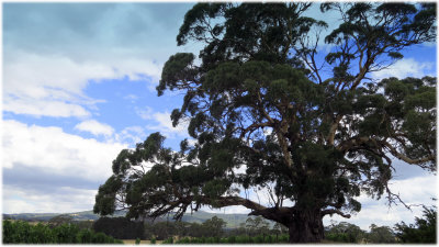 Guardian of Mt Macedon