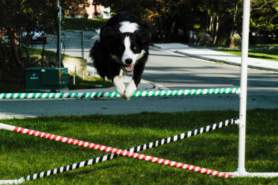 agility practice