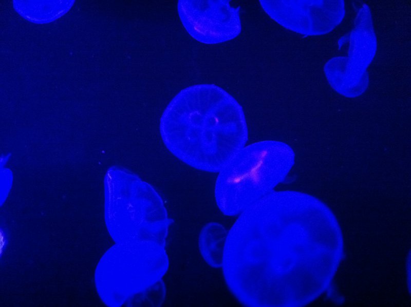 Hong Kong Jellyfish