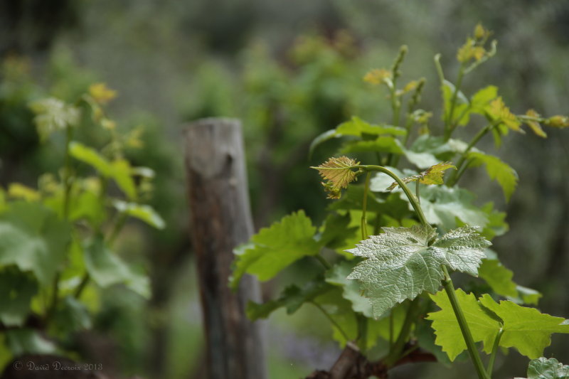 Tuscany Chianti