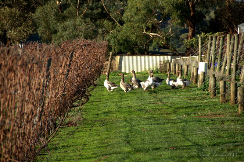 Mornington Peninsula