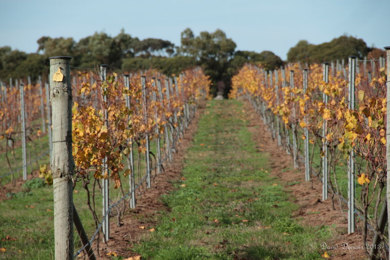 Wineries around Geelong
