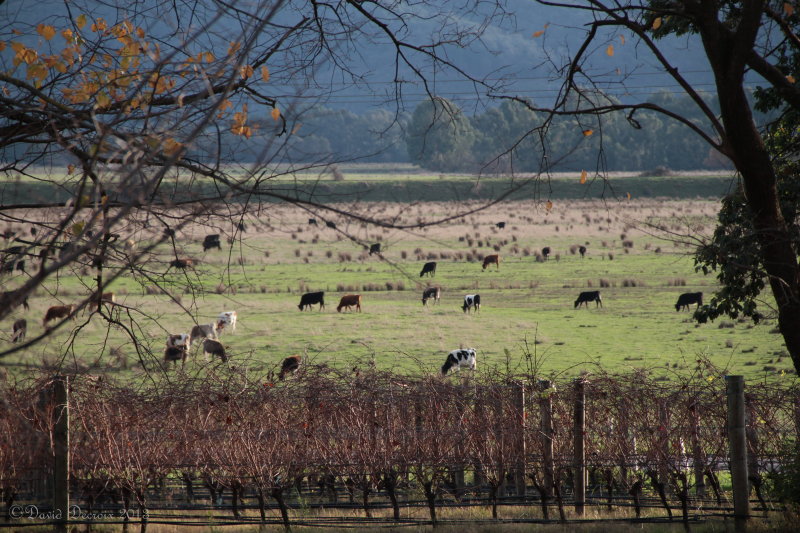 Wineries around Geelong