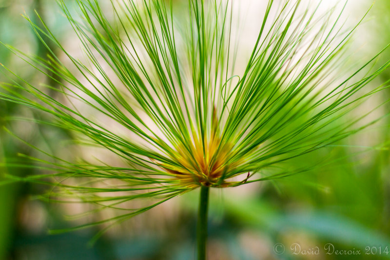 Chiang Mai, Thailand