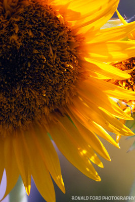 Sunning Sunflower