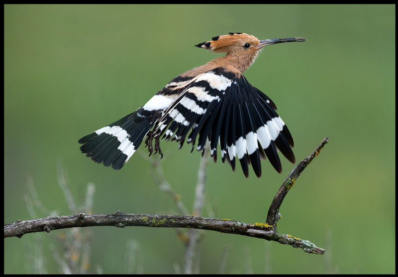 Hoopoe - (Hrfgel)