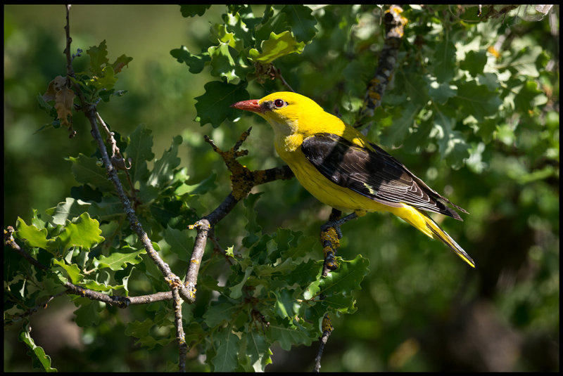 Male Golden Oriole near nest (Sommargylling)