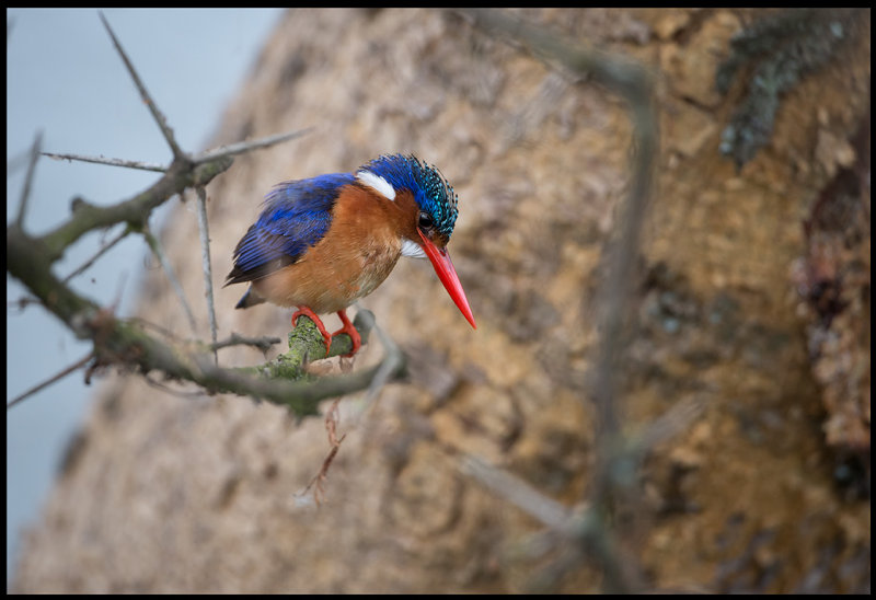 Malchite Kingfisher - Naivasha