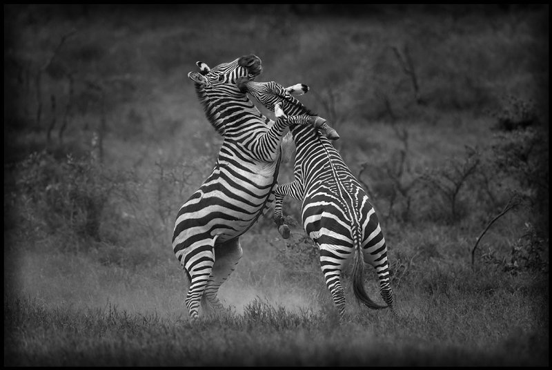 Zebras fighting in Hells Gate - Kenya