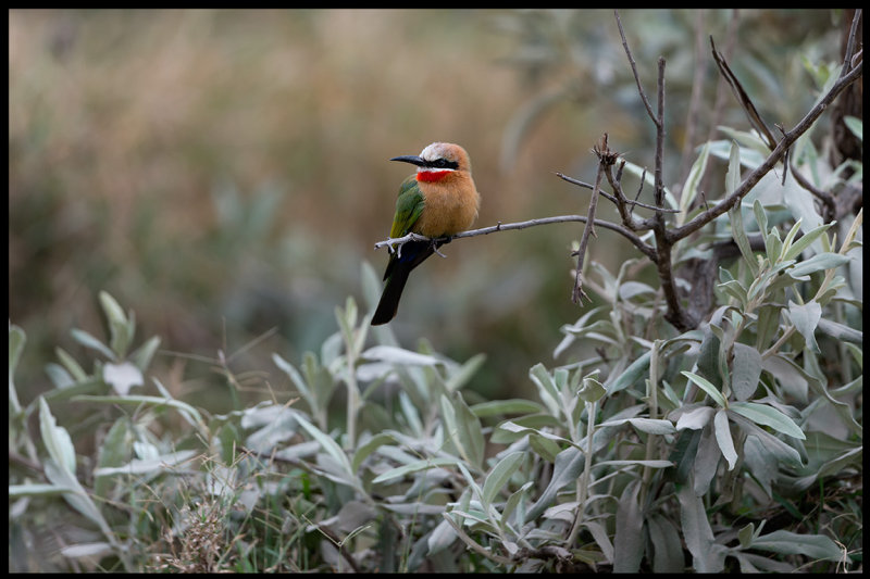 White-fronted Bee-eater