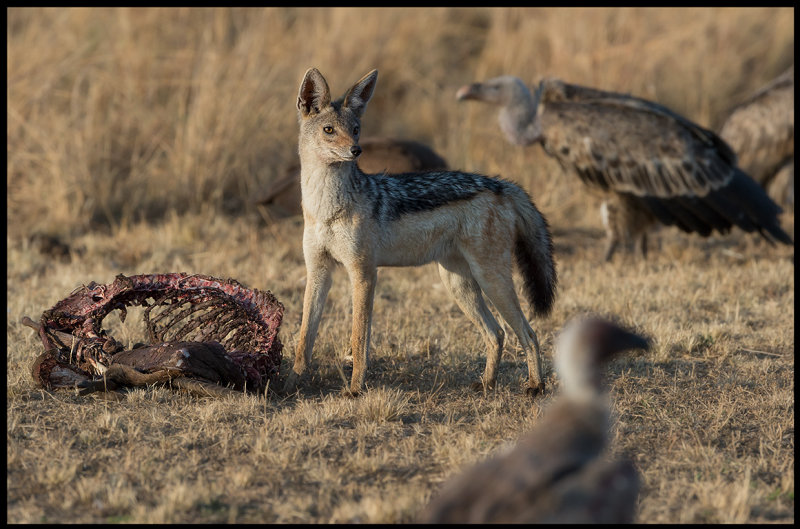 Black-backed Jackal with carcass and vultures