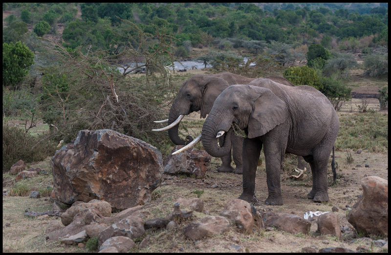 Elephants inside Mara Village - a problem for local citizens